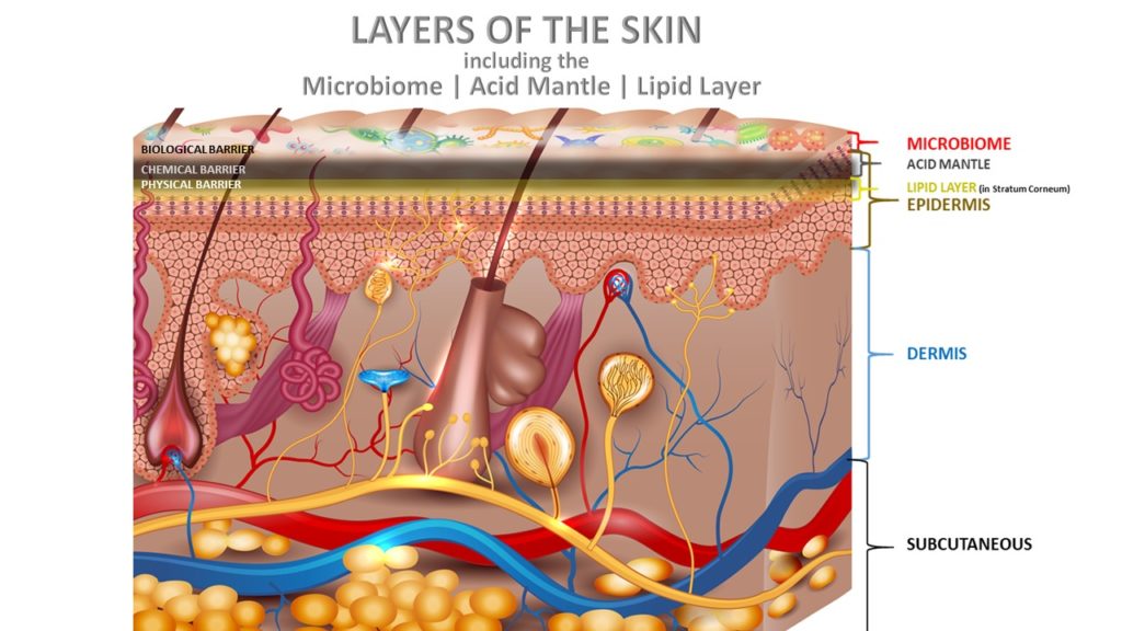 The Skin’s Natural Barrier: The Acid Mantle